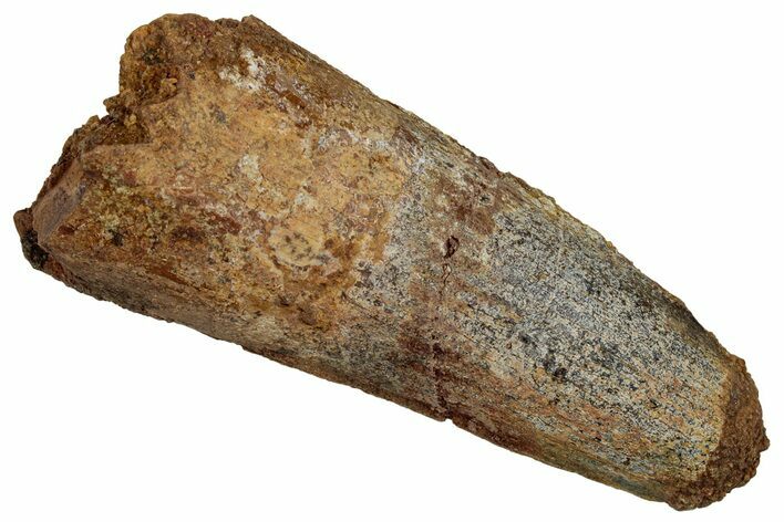 Fossil Spinosaurus Tooth - Feeding Worn Tip #332781